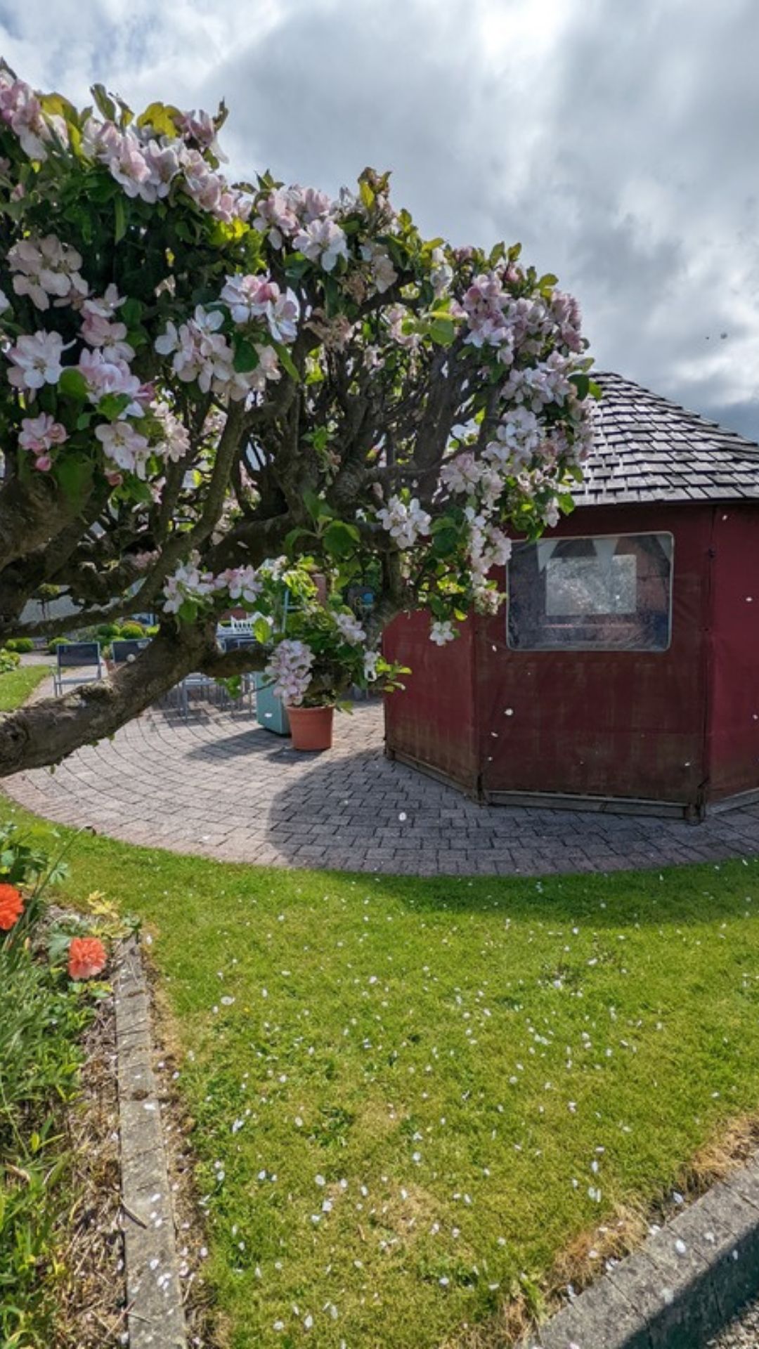 Apple blossom over a paved courtyard and garden room