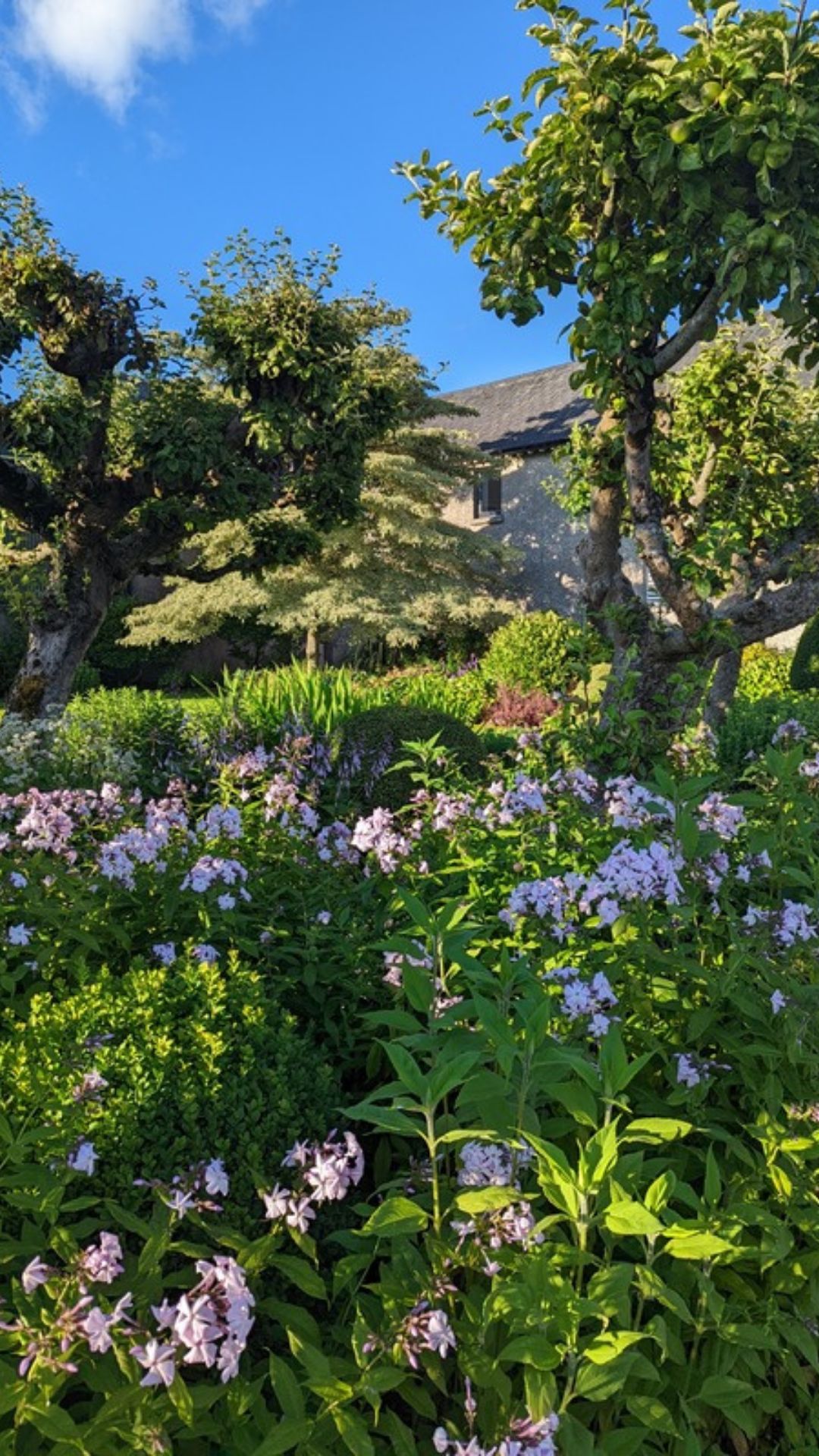 Pale lilac phlox in full bloom beneath trees