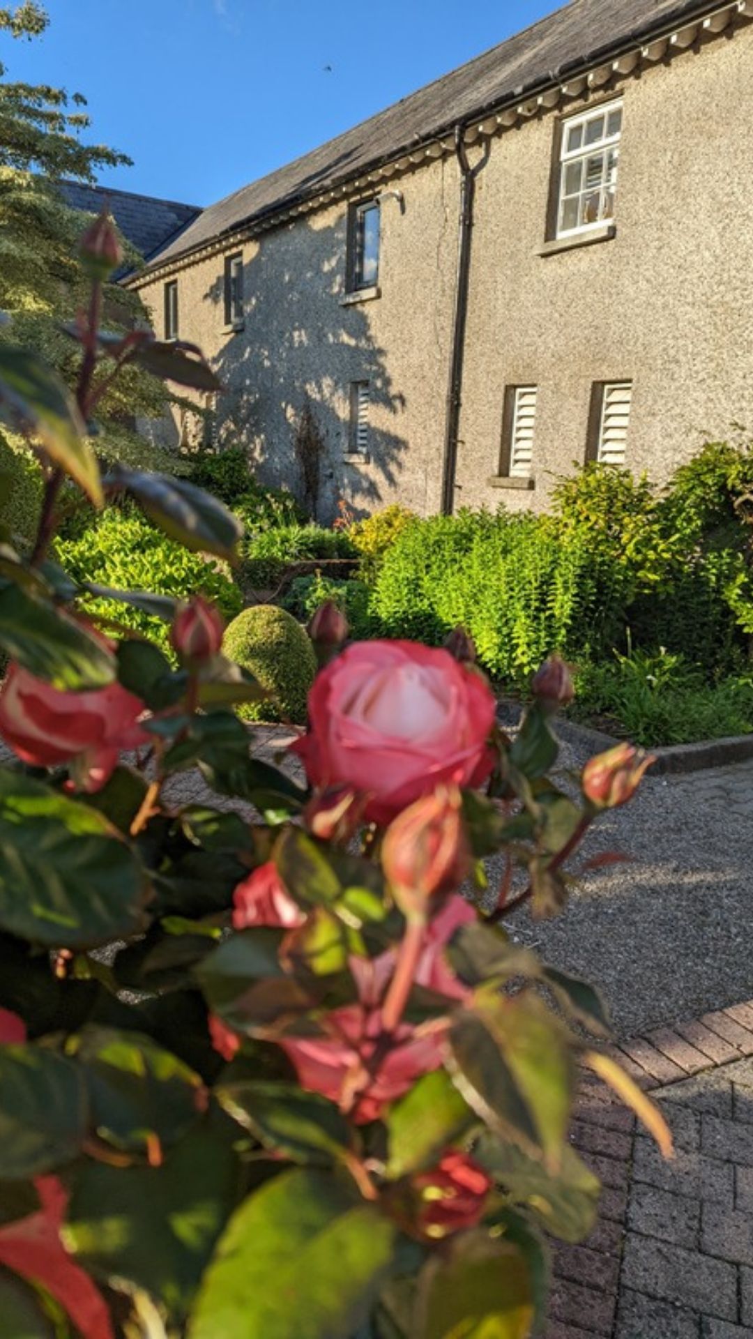 Pink roses in front of the stone studio building